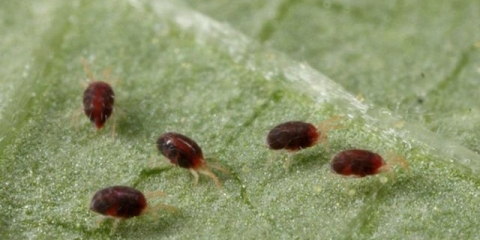 Kako se riješiti paukovih grinja